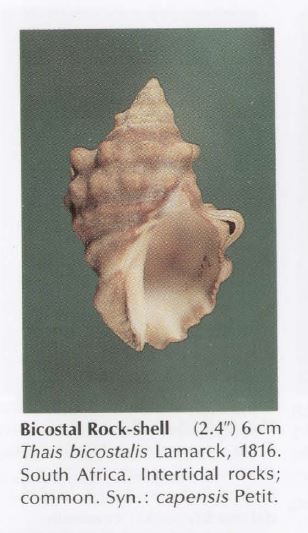 Muricidae Rapaninae Mancinella capensis (Petit de la Saussaye, 1852) Captur10