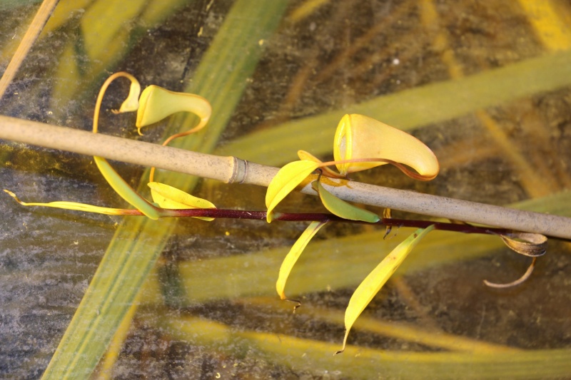 Nepenthes dubia  20160211