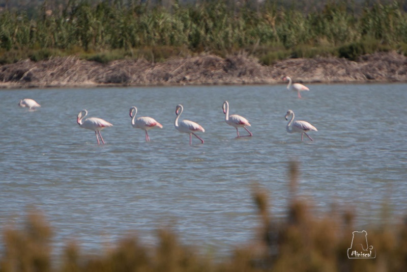 Ganzúas en las salinas Mcl_0714