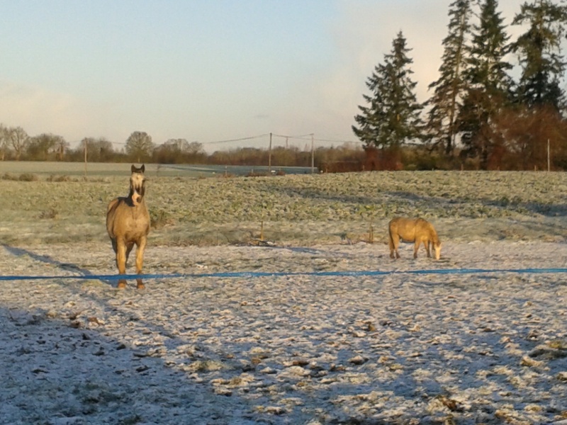 FRIPON - Welsh Pony né en 1993 - adopté en juillet 2015 par Claire 20160110