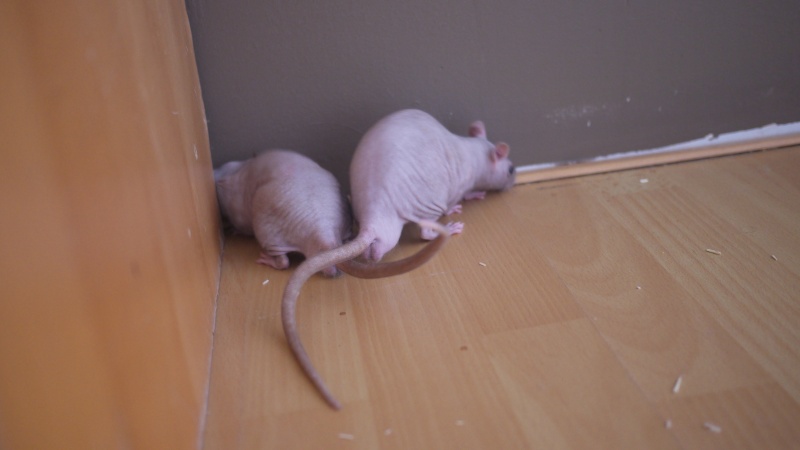 2 petits rats nue à adopter P1150612