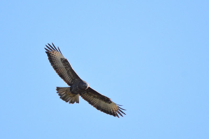 buse variable 24-1-119