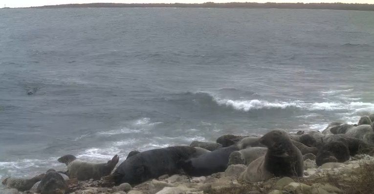 les phoques gris en Estonie Captur16