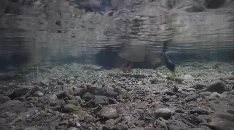 Une webcam estonienne sous l'eau Captur37