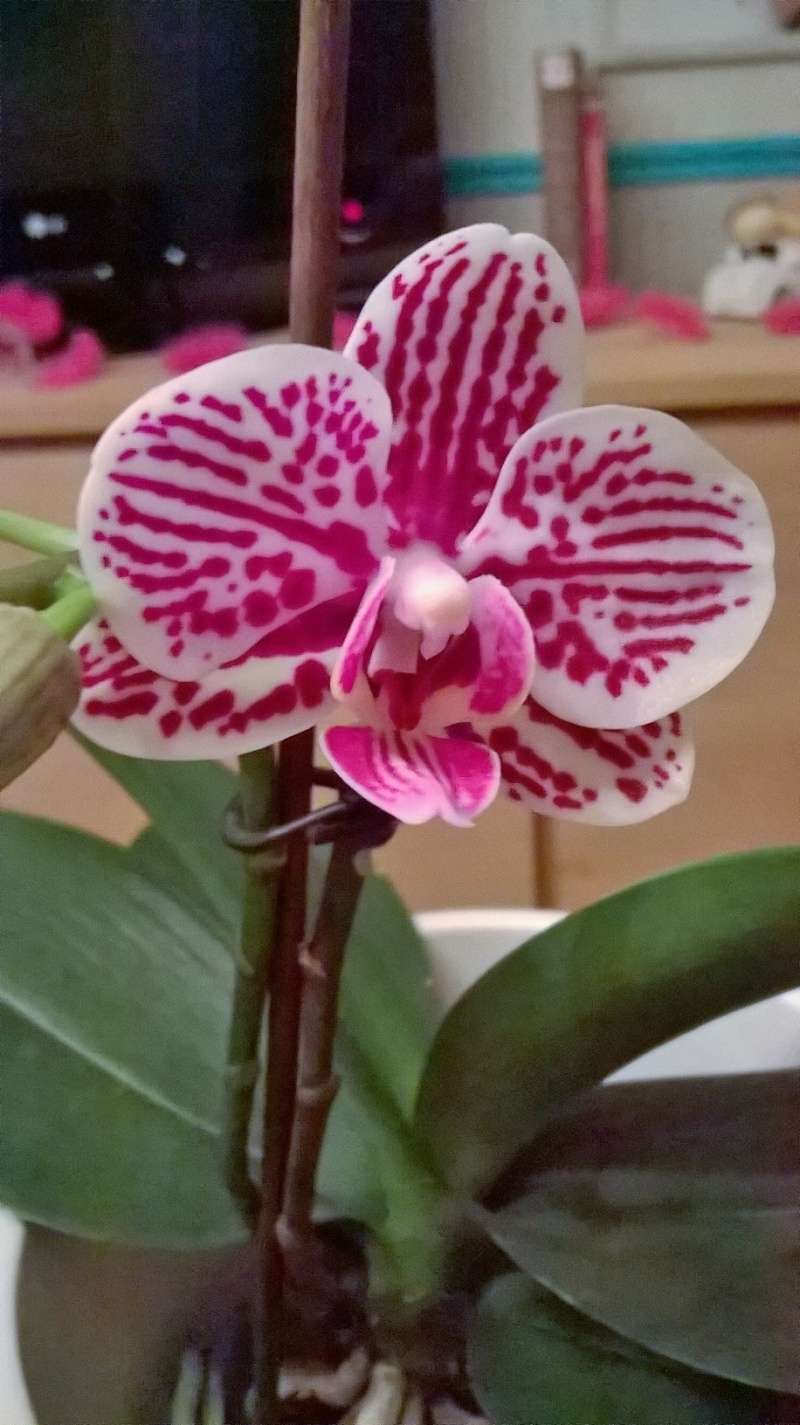 orchidées - floraisons du moment 2016 Wp_20128