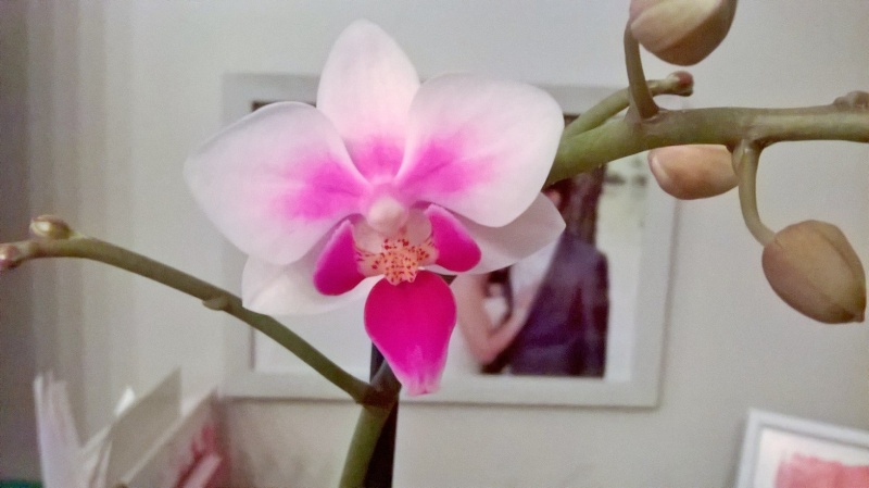 orchidées - floraisons du moment 2016 Wp_20129