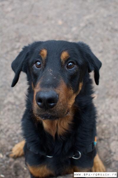 ONYX male type beauceron né en 2011 Onyx4_10