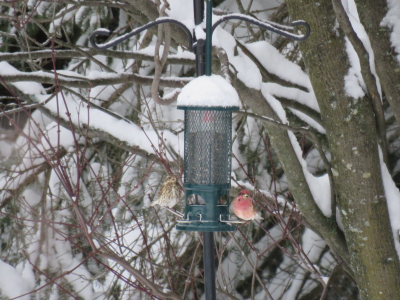 Couple de roselins Img_8213