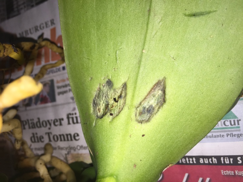 Braune / Ovale Flecken an Phalaenopsis Img_0713