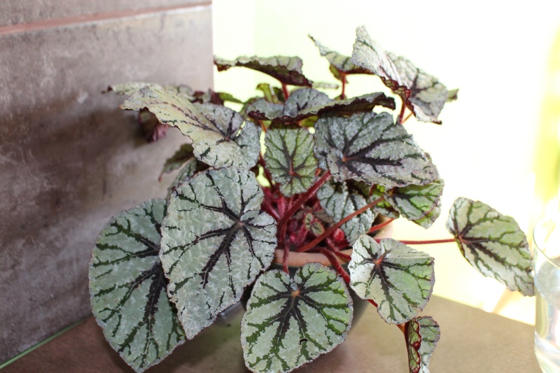 voila mes 2 begonias Begoni10