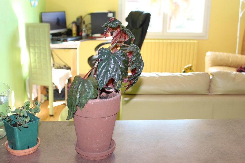 voila mes 2 begonias Begoni11