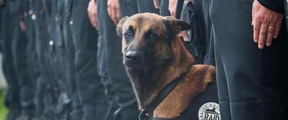 Diesel, chien policier Image21