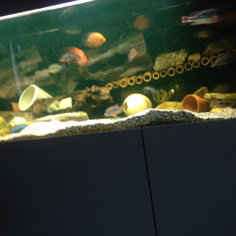 mes poissons  F_60410