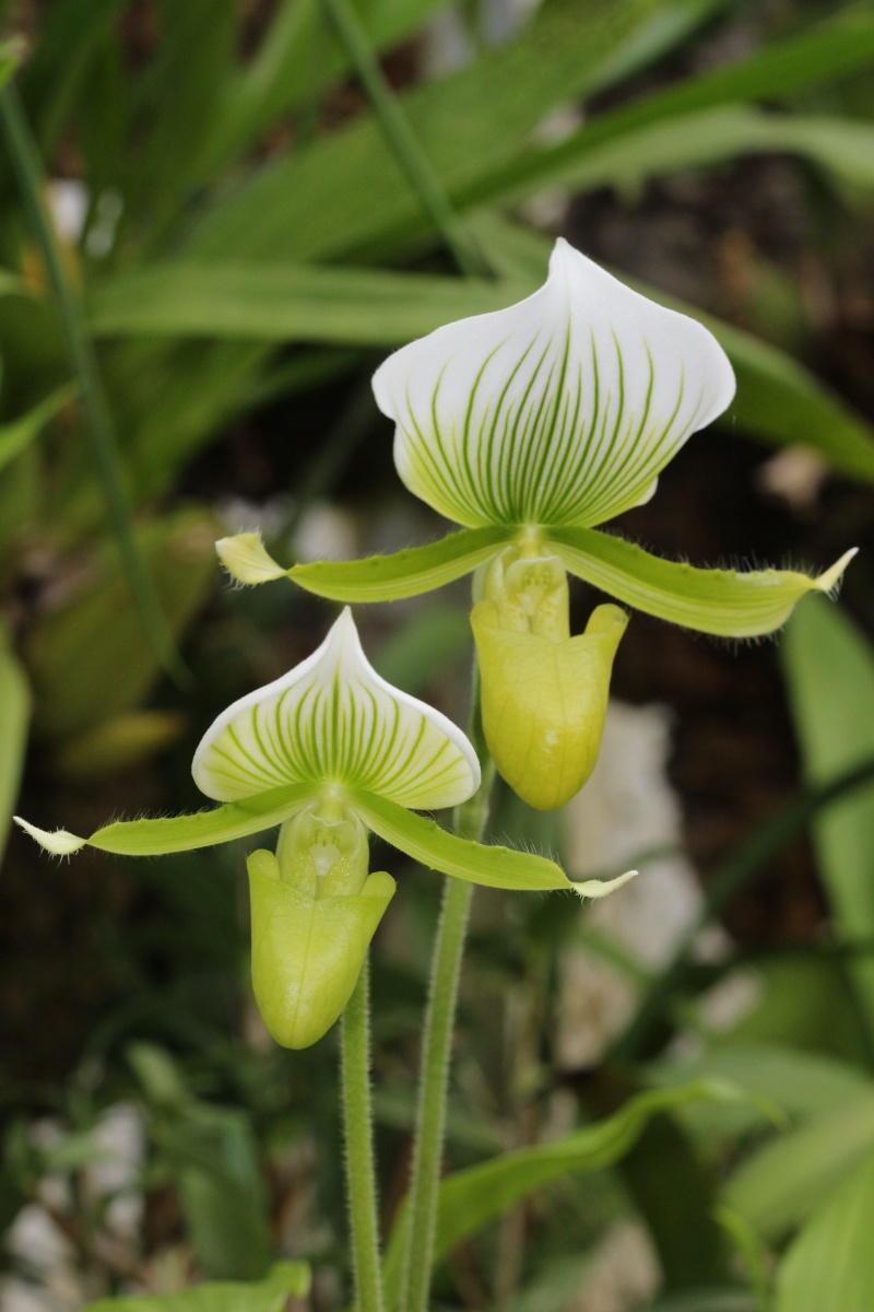 Paphiopedilum hybride type Maudiae Img_0211