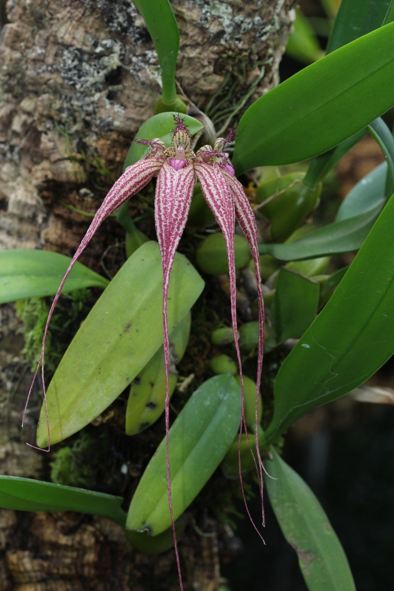 Bulbophyllum Elizabeth Ann 'Bucklebury' Img_0213