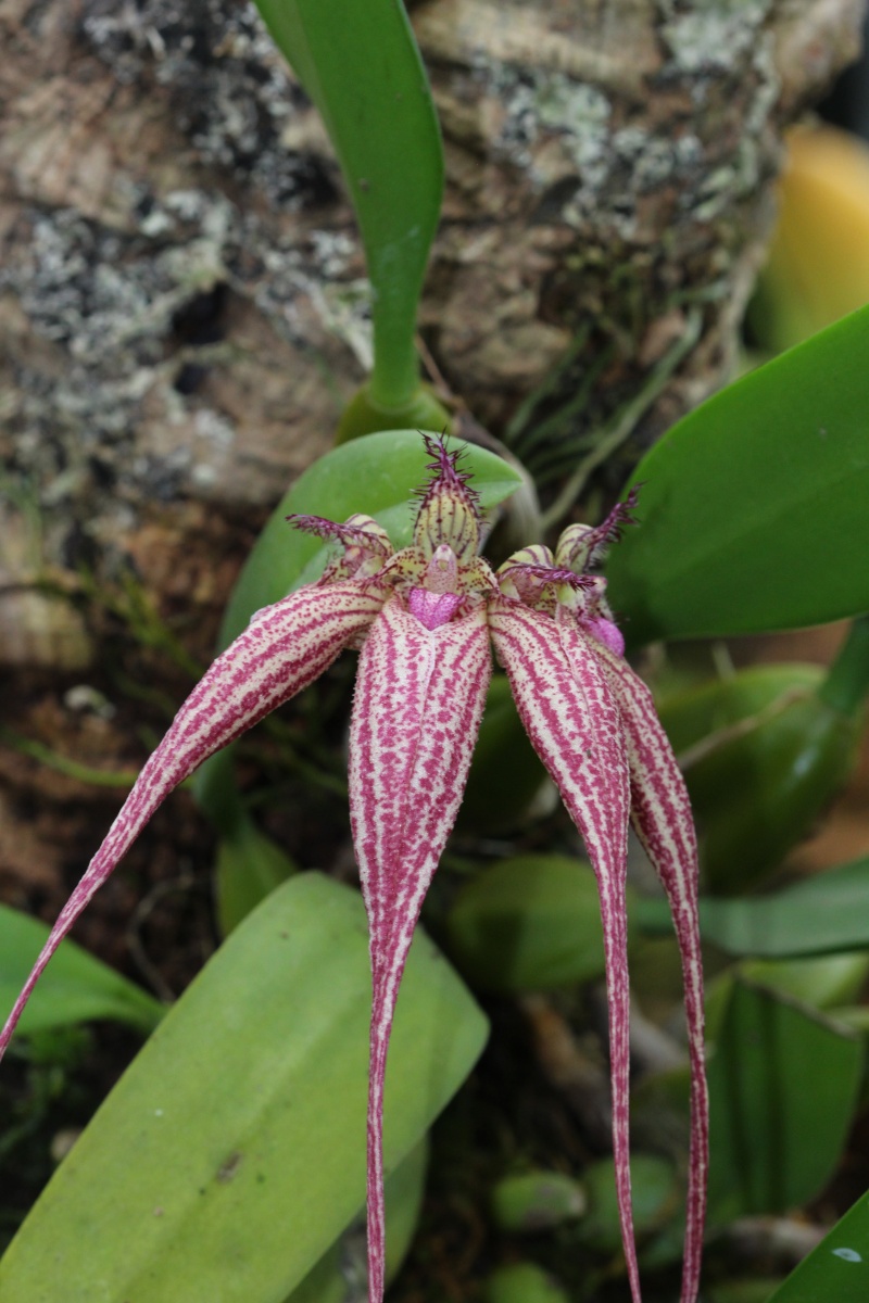 Bulbophyllum Elizabeth Ann 'Bucklebury' Img_0214