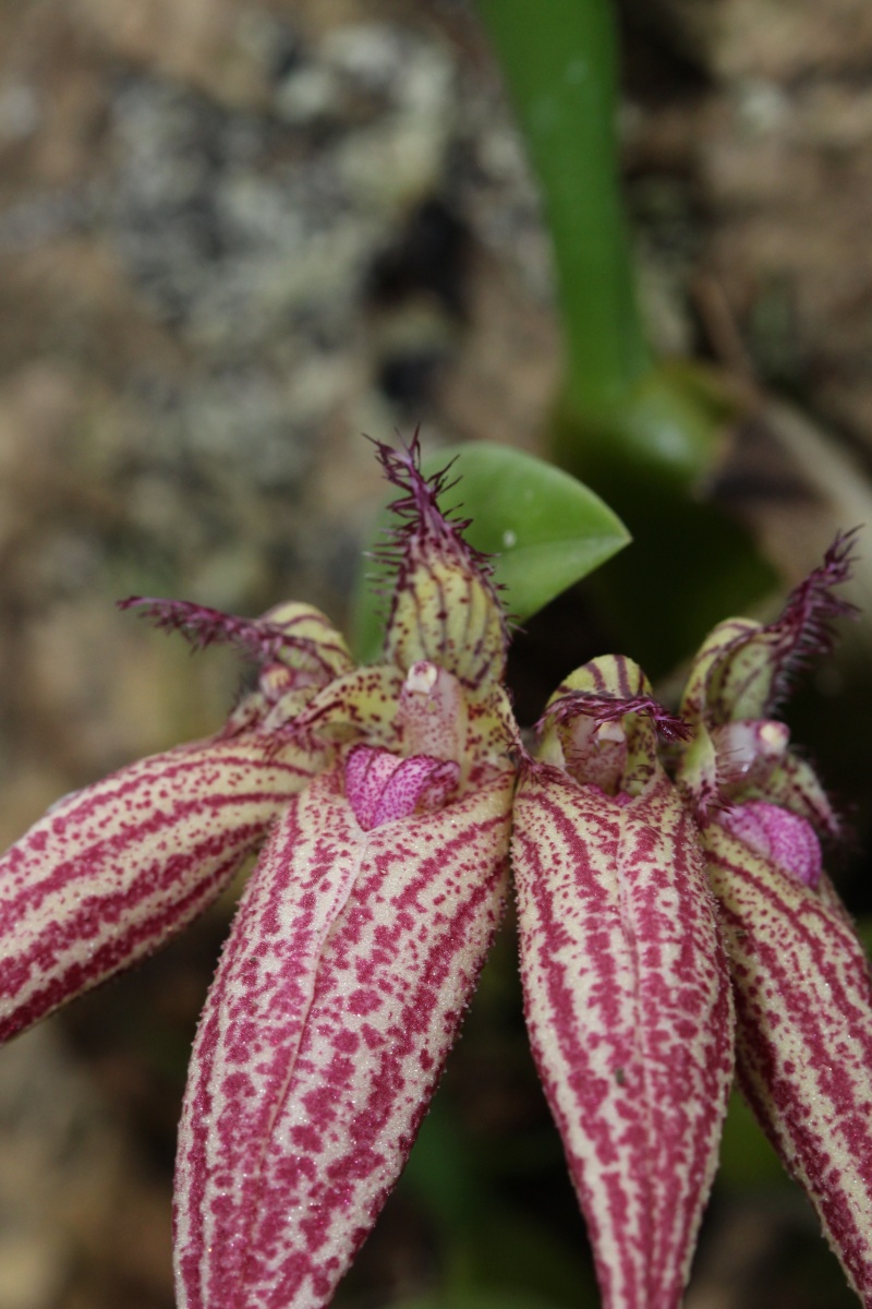 Bulbophyllum Elizabeth Ann 'Bucklebury' Img_0215