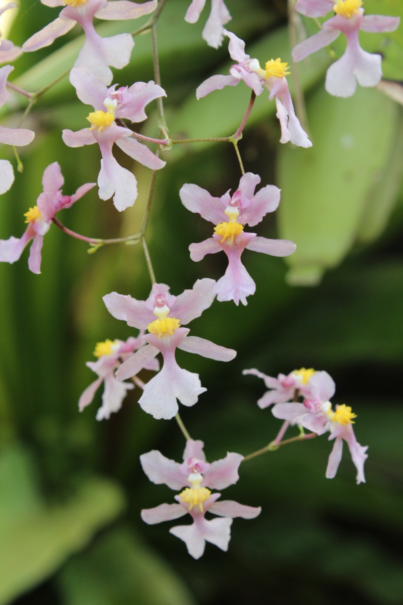 Oncidium sotoanum Img_0217