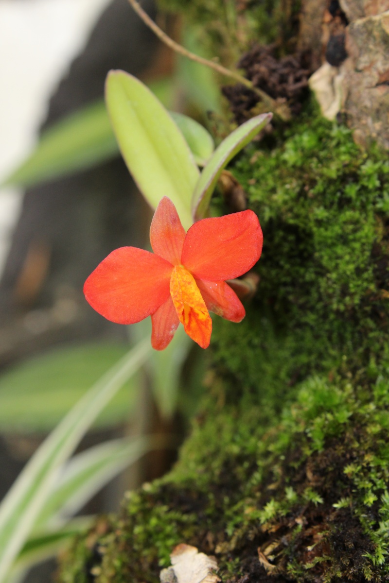 Cattleya dichroma (Sophronitis bicolor)  Img_0323