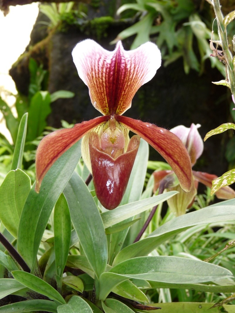 Paphiopedilum  King Arthur P1080920