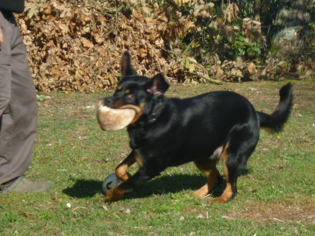 Rockyo croisé beauceron né en 2010 - Page 7 P1050213