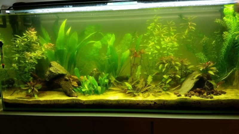 lancement 120L (ramirezi) 12290410