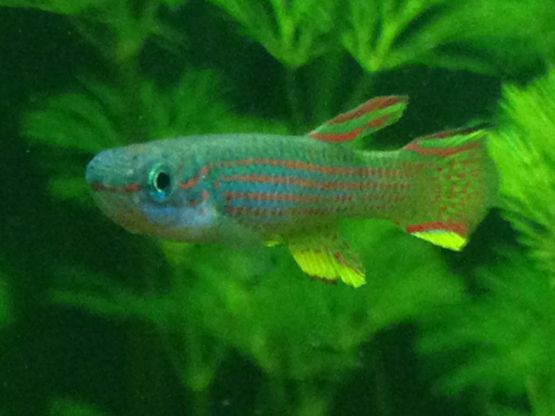 Mes aquariums Img_0510