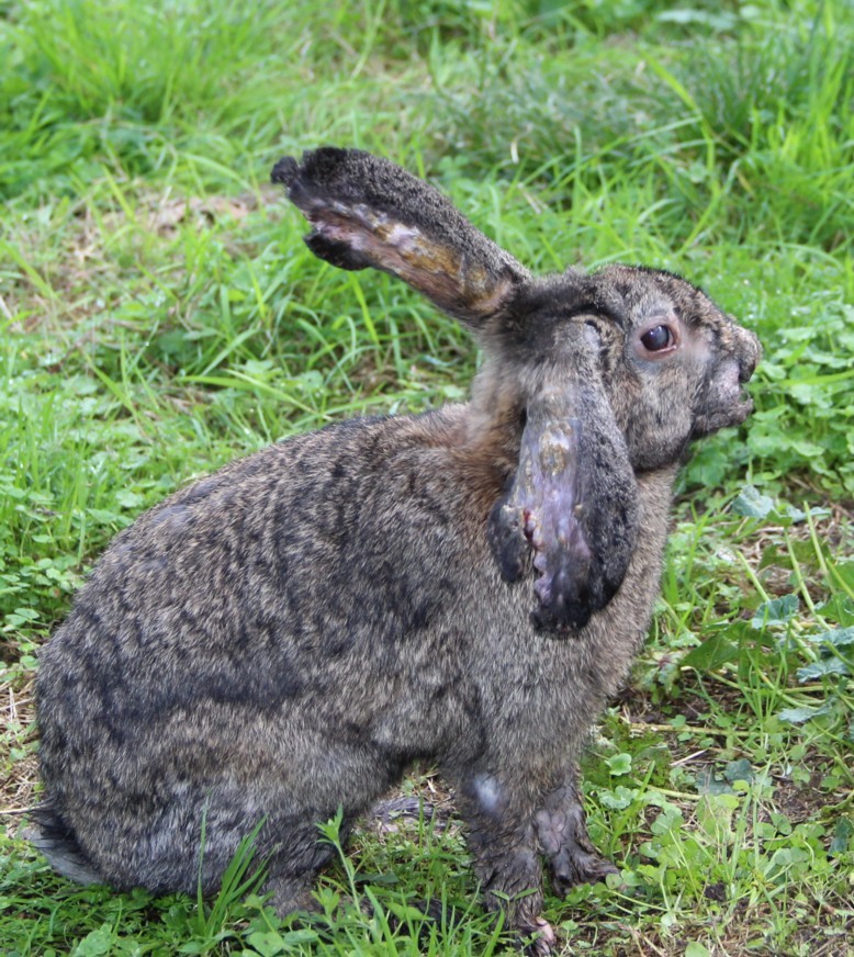 mes lapins ont la myxomatose! - Page 5 Oreill10