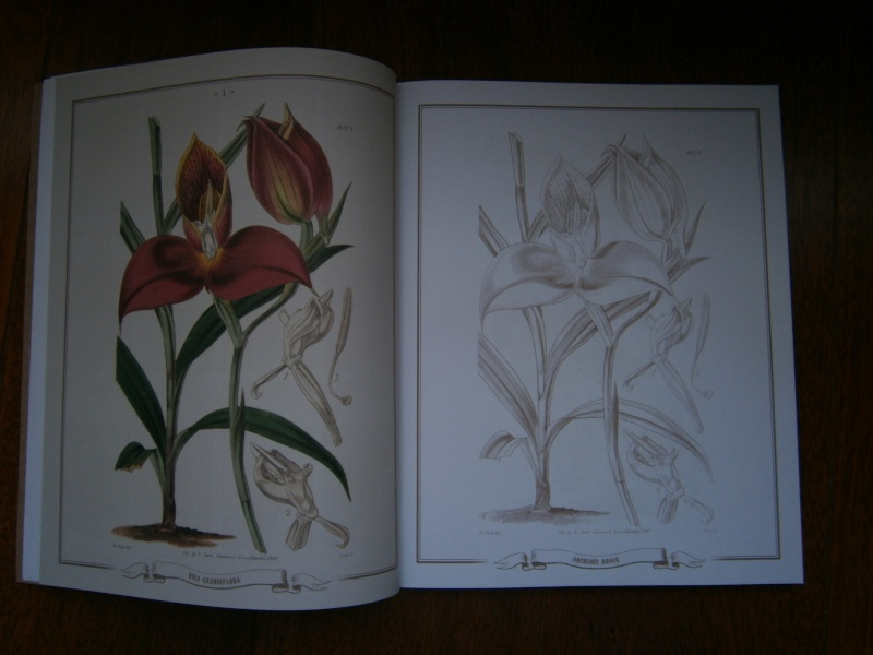 Les Fleurs du Jardin - éd. FLEURUS Pc030012