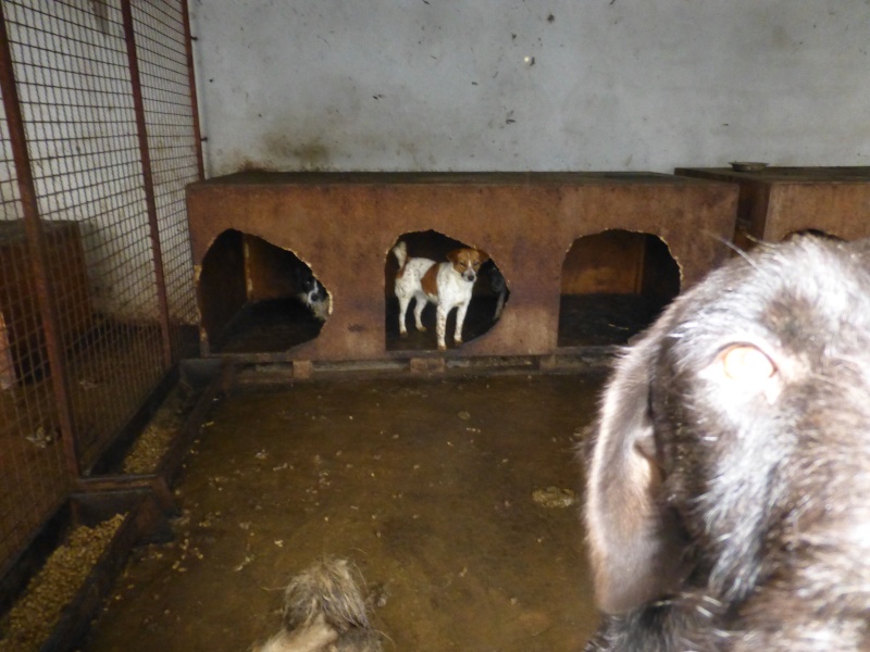 CARAMELLE, F-X petite 10/12 kg, née 2014 env (SERBIE/Pension BELGRADE) Réservée association GALIA 9410