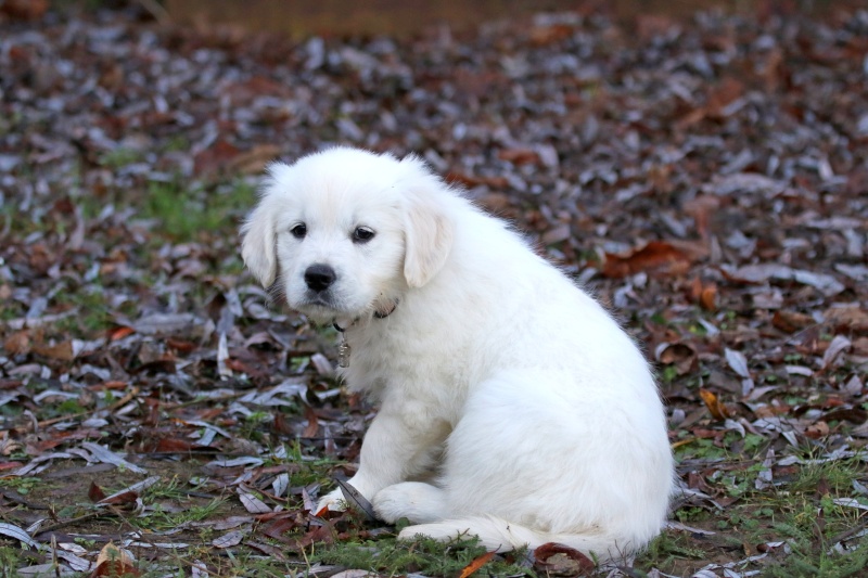 Accueil chiot le 31 décembre - Page 2 2b2a6710