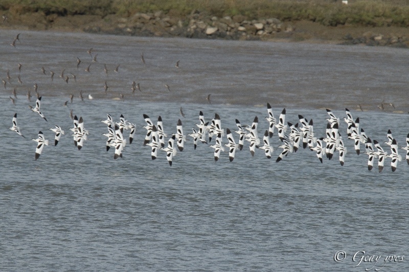 Petite série avocettes Avocet18