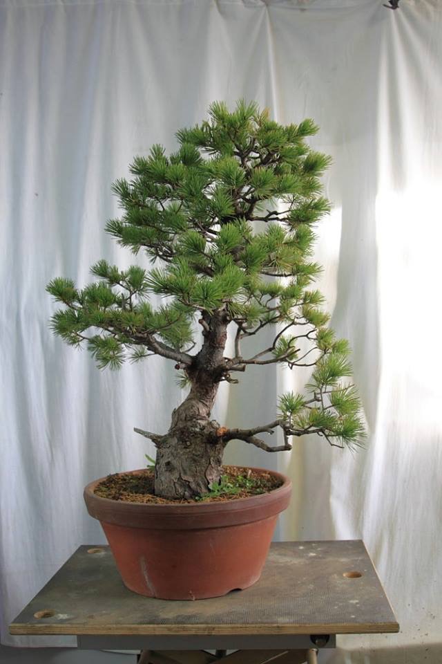 Pino Pentaphylla 112