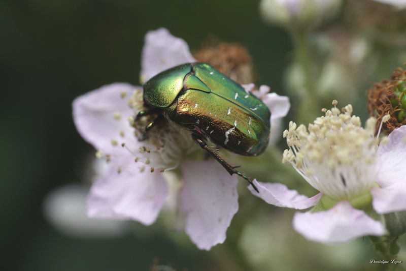 Autres papillons et insectes Fr00410