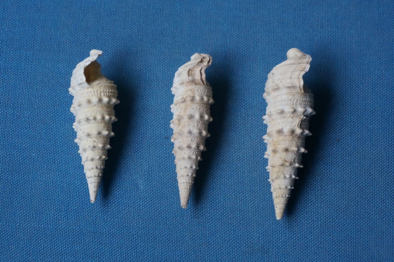 Cerithiidae - † Cerithium mutabile (Lamarck, 1804) - (Bassin Parisien) 00113