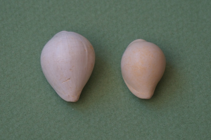 Cypraeidae - † Cypraea inflata Lamarck, 1802 (GA 162-07) - Lutétien & Bartonien inf. 00120