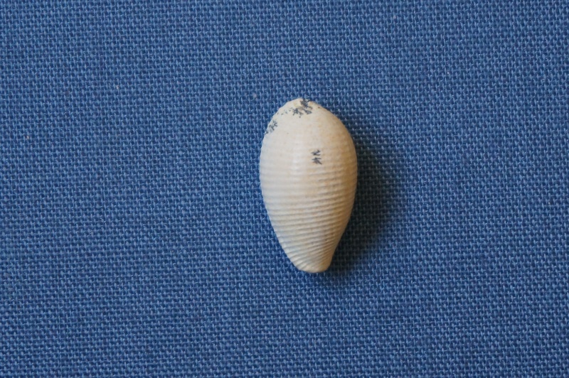 Cypraeidae - † Eucypraedia (s.str.) sulcosa (Lamarck, 1802) ou Eucypraedia (s.str.) vendrestensis (Cossmann & Pissarro, 1913) - Bartonien inf. (à confirmer)  00222
