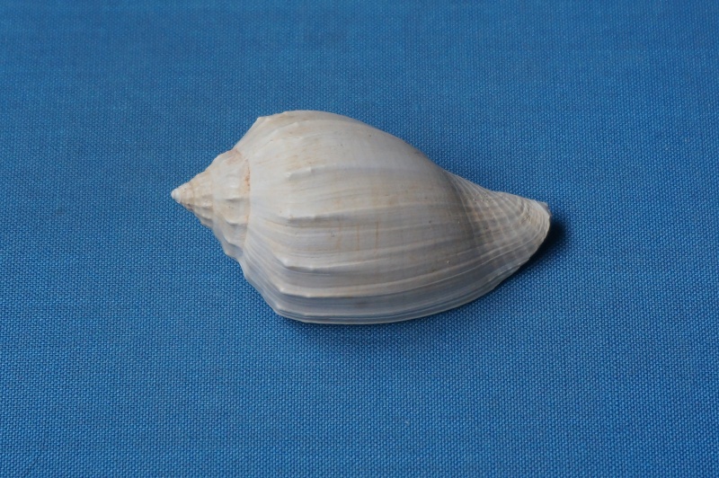 Volutidae - † Athleta (Neoathleta) mutatus (Deshayes, 1835) - Bartonien inf. (Bassin parisien) 00310