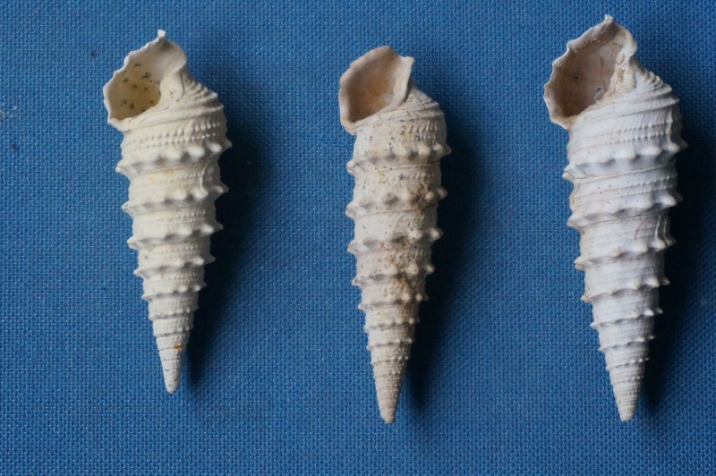 Cerithiidae - † Cerithium mutabile (Lamarck, 1804) - (Bassin Parisien) 00413