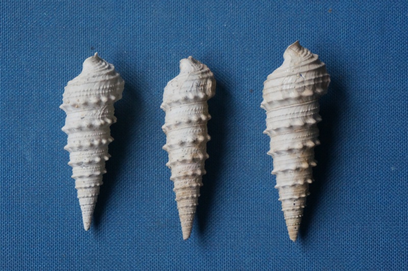 Cerithiidae - † Cerithium mutabile (Lamarck, 1804) - (Bassin Parisien) 00711