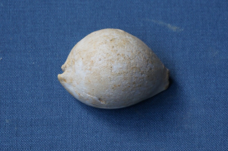 Cypraeidae - † Cypraea angystoma Deshayes, 1835 (GA 162-05) - Lutétien inf. 00816