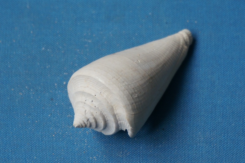 Conidae - † Conus deperditus, Bruguière 1792 01410