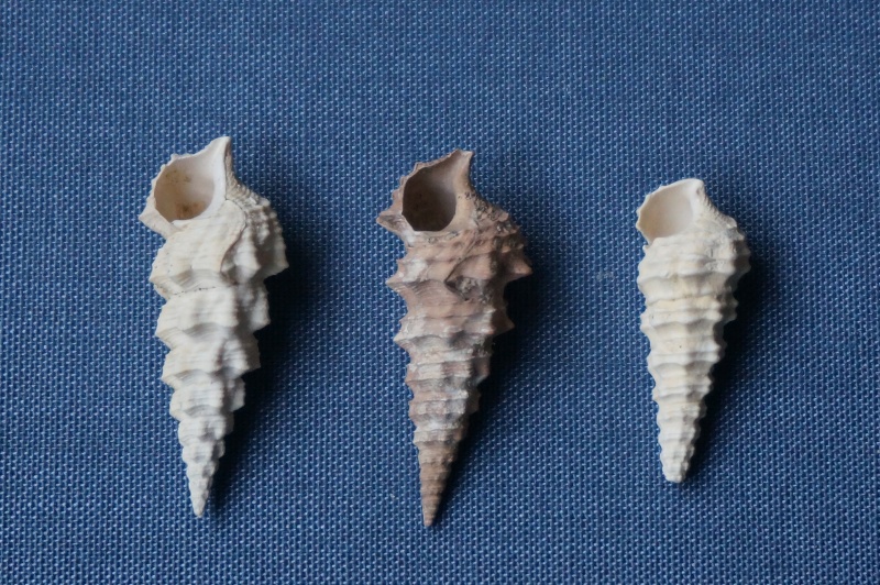 Batillariidae - † Vicinocerithium echidnoides (Lamarck, 1804) - Lutétien 01713