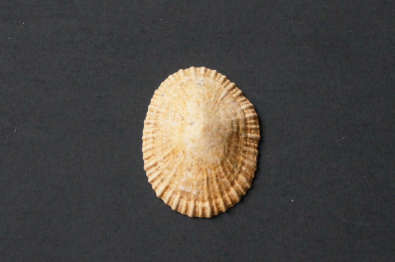 Siphonariidae - † Siphonaria spectabilis Deshayes, 1861 (GA 247-01) - Bartonien moy. (Marinésien) 02213