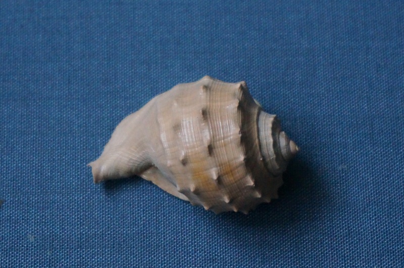 Cassidae - † Cassidaria retusa Deshayes, 1865 (GA 166-04) - Bartonien 02711