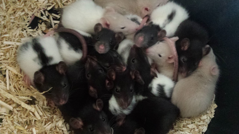 Des bretons ratons ! 20151111