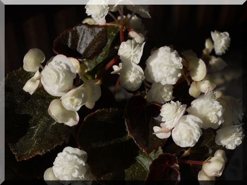 Begonia - Begonien - Seite 3 1_p10214