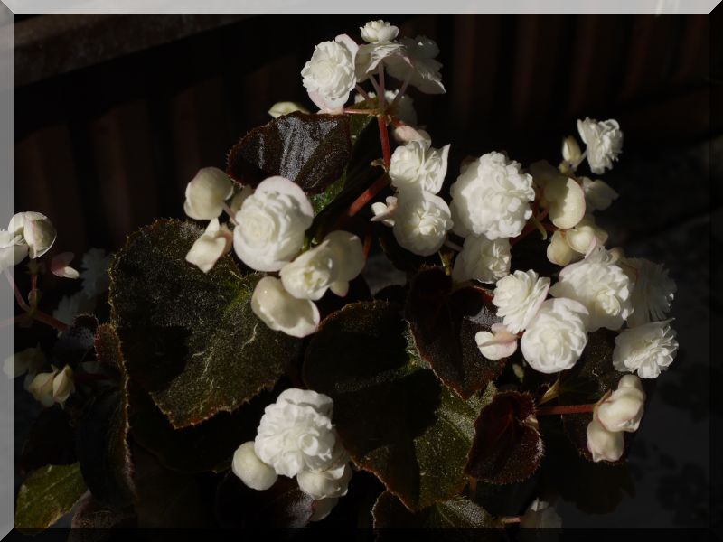 Begonia - Begonien - Seite 3 1_p10215