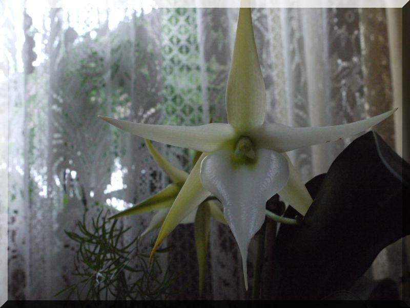 Orchideen 2 (fortlaufende Seiten 200 bis 300) - Seite 6 P1070011