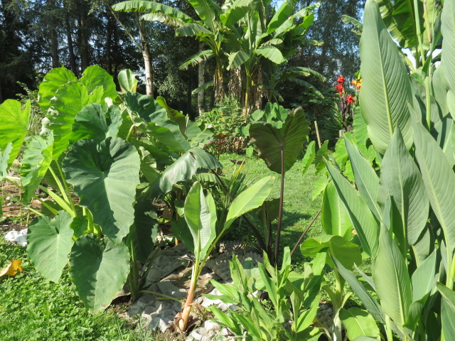 jardin gersois 2019 Img_0622